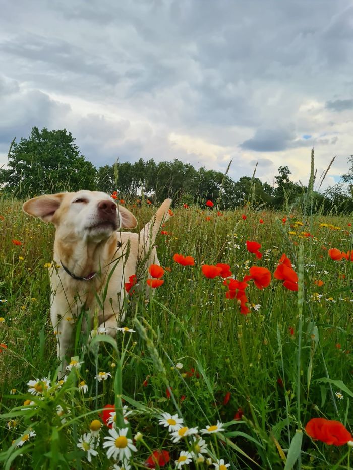 My Sweet Girl Lola. She Went To Live With My Daughter Because She Didn't Get Along With Her Brother Momo. Miss Her Every Day !