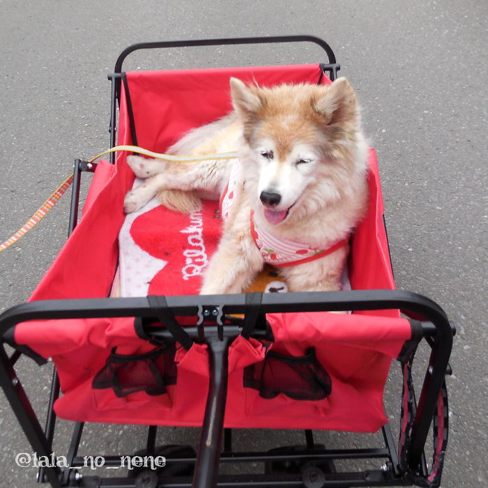 My Old Doggo Loves Cart-Ride. She Is 16 Years Old. She Has Many Warts, And Stinky, Messy, Grumpy. But She Is The Most Adorable Puppy In The World For Me.