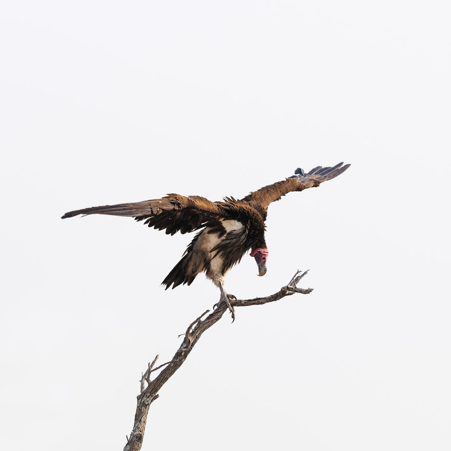 The Gladiator, White-Backed Vulture