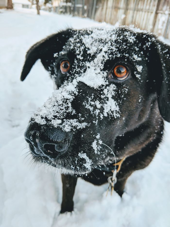 He Loooooves The Snow!