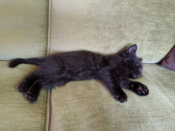 @pixel_theblackcat_ After The First Day Of Play At Home 🖤