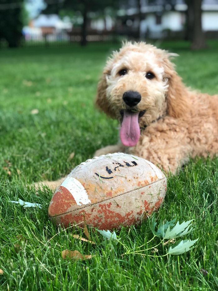 Maverick The Football Star!!!