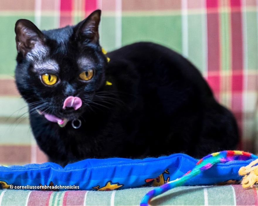 Meet Cornelius Cornbread, The Adorable Kitten With White Eyebrows (19 Pics)