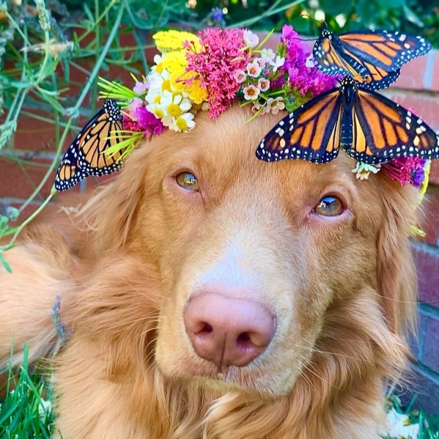 Gentle Doggo Befriends All The Butterflies That Live In His Garden (16 Pics) Gentle Doggo Befriends All The Butterflies That Live In His Garden (16 Pics)