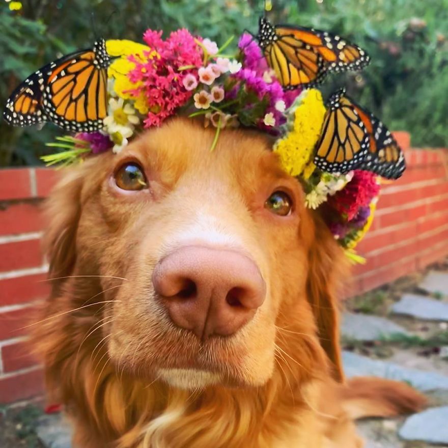 Gentle Doggo Befriends All The Butterflies That Live In His Garden (16 Pics)