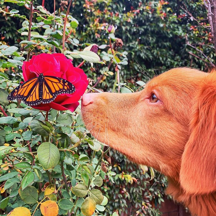 Gentle Doggo Befriends All The Butterflies That Live In His Garden (16 Pics) Gentle Doggo Befriends All The Butterflies That Live In His Garden (16 Pics)
