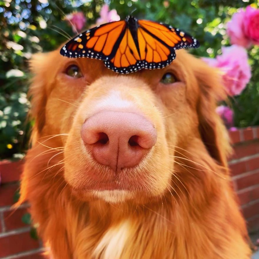Gentle Doggo Befriends All The Butterflies That Live In His Garden (16 Pics) Gentle Doggo Befriends All The Butterflies That Live In His Garden (16 Pics)