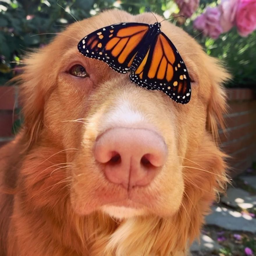 Gentle Doggo Befriends All The Butterflies That Live In His Garden (16 Pics)