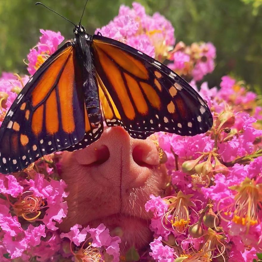 Gentle Doggo Befriends All The Butterflies That Live In His Garden (16 Pics)