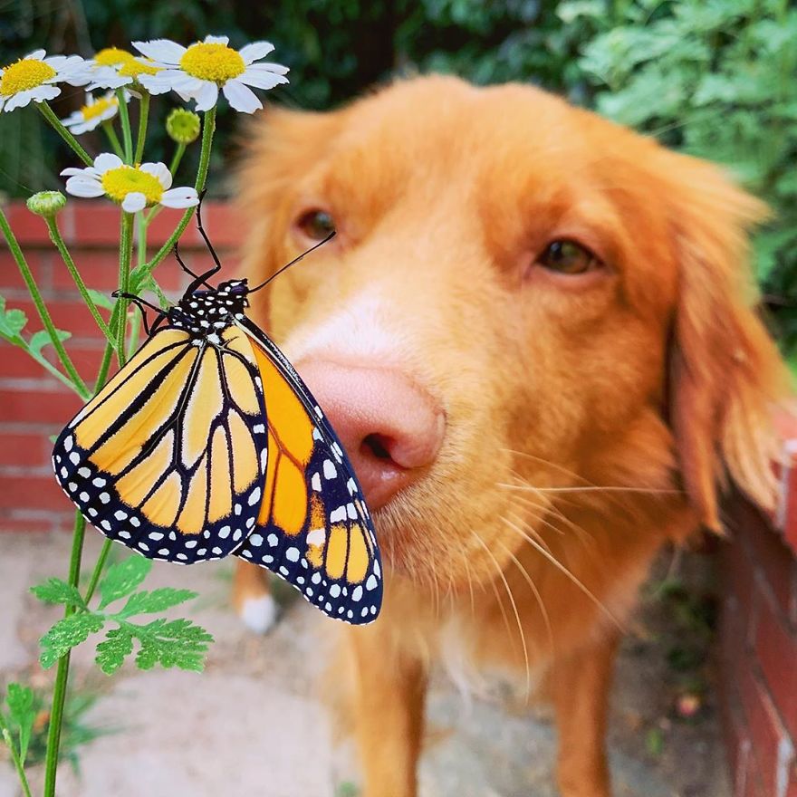 Gentle Doggo Befriends All The Butterflies That Live In His Garden (16 Pics) Gentle Doggo Befriends All The Butterflies That Live In His Garden (16 Pics)