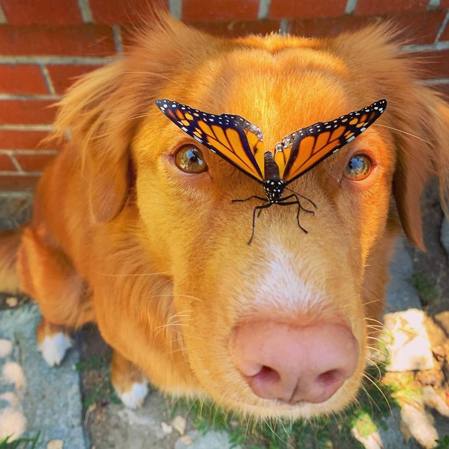 Gentle Doggo Befriends All The Butterflies That Live In His Garden (16 Pics)