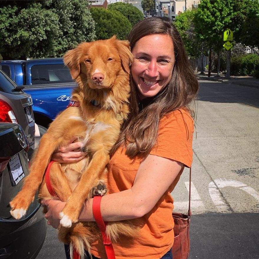 Gentle Doggo Befriends All The Butterflies That Live In His Garden (16 Pics)