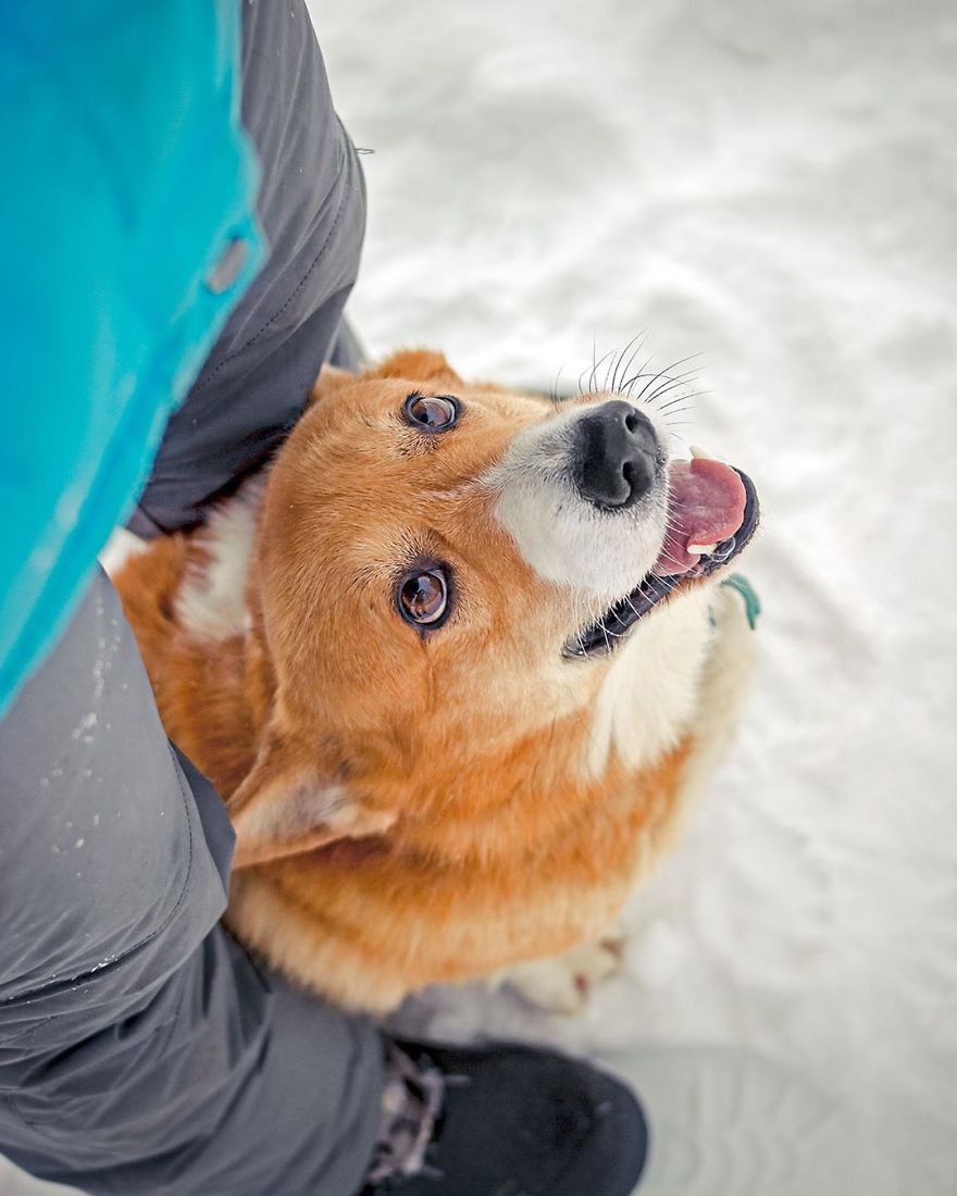 Meet Redhead, A Good Boy Who Was Able To Serve In The Police Despite His Short Legs