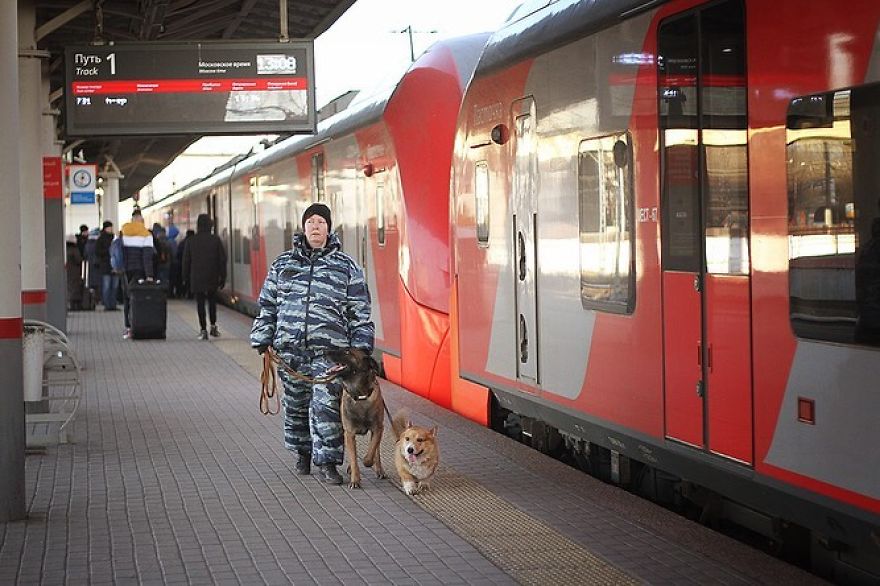 Meet Redhead, A Good Boy Who Was Able To Serve In The Police Despite His Short Legs Meet Redhead, A Good Boy Who Was Able To Serve In The Police Despite His Short Legs
