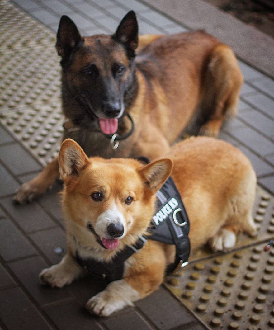 Meet Redhead, A Good Boy Who Was Able To Serve In The Police Despite His Short Legs Meet Redhead, A Good Boy Who Was Able To Serve In The Police Despite His Short Legs