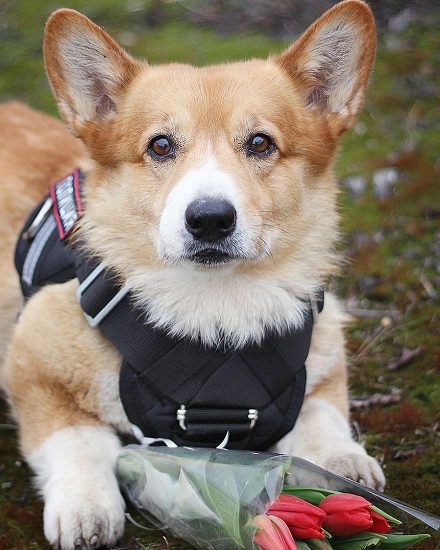 Meet Redhead, A Good Boy Who Was Able To Serve In The Police Despite His Short Legs Meet Redhead, A Good Boy Who Was Able To Serve In The Police Despite His Short Legs