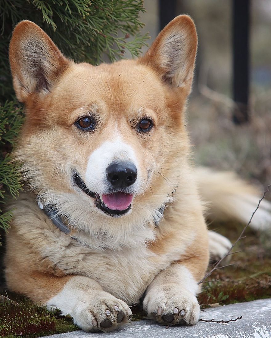 Meet Redhead, A Good Boy Who Was Able To Serve In The Police Despite His Short Legs Meet Redhead, A Good Boy Who Was Able To Serve In The Police Despite His Short Legs