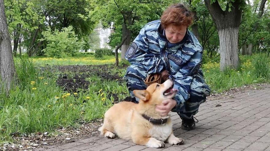 Meet Redhead, A Good Boy Who Was Able To Serve In The Police Despite His Short Legs
