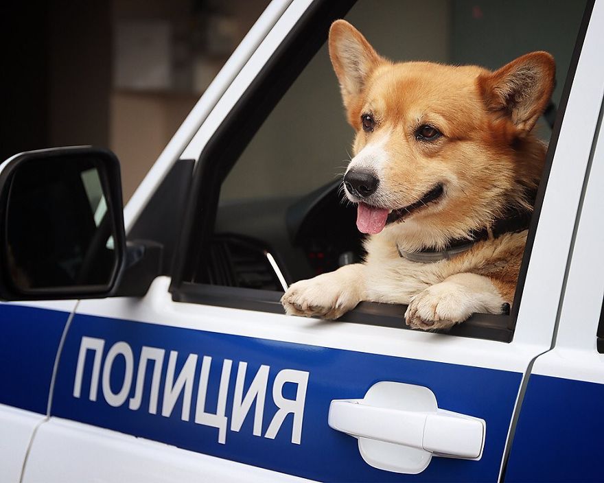 Meet Redhead, A Good Boy Who Was Able To Serve In The Police Despite His Short Legs Meet Redhead, A Good Boy Who Was Able To Serve In The Police Despite His Short Legs