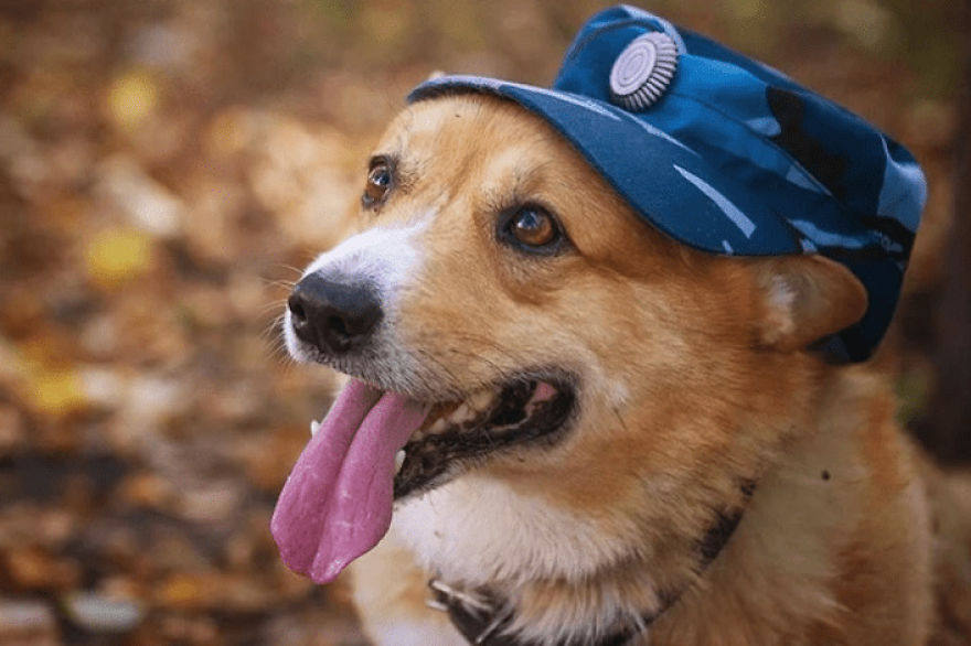 Meet Redhead, A Good Boy Who Was Able To Serve In The Police Despite His Short Legs Meet Redhead, A Good Boy Who Was Able To Serve In The Police Despite His Short Legs