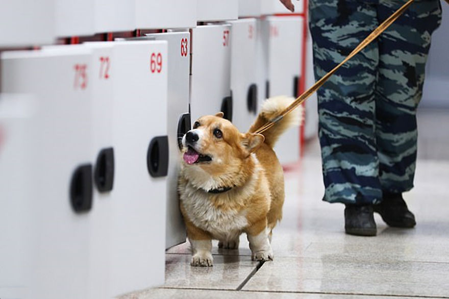 Meet Redhead, A Good Boy Who Was Able To Serve In The Police Despite His Short Legs