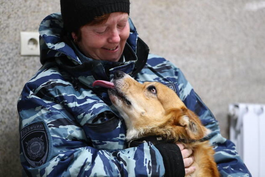 Meet Redhead, A Good Boy Who Was Able To Serve In The Police Despite His Short Legs Meet Redhead, A Good Boy Who Was Able To Serve In The Police Despite His Short Legs