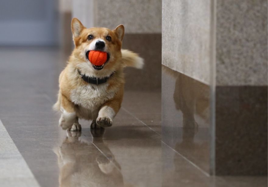 Meet Redhead, A Good Boy Who Was Able To Serve In The Police Despite His Short Legs Meet Redhead, A Good Boy Who Was Able To Serve In The Police Despite His Short Legs
