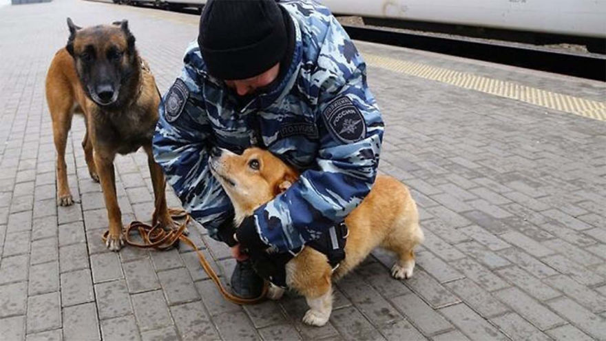 Meet Redhead, A Good Boy Who Was Able To Serve In The Police Despite His Short Legs Meet Redhead, A Good Boy Who Was Able To Serve In The Police Despite His Short Legs