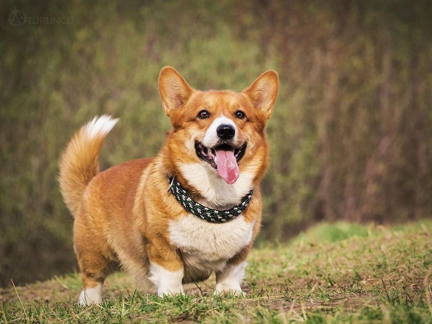 Meet Redhead, A Good Boy Who Was Able To Serve In The Police Despite His Short Legs Meet Redhead, A Good Boy Who Was Able To Serve In The Police Despite His Short Legs