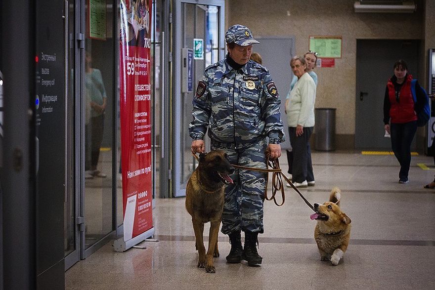 Meet Redhead, A Good Boy Who Was Able To Serve In The Police Despite His Short Legs Meet Redhead, A Good Boy Who Was Able To Serve In The Police Despite His Short Legs