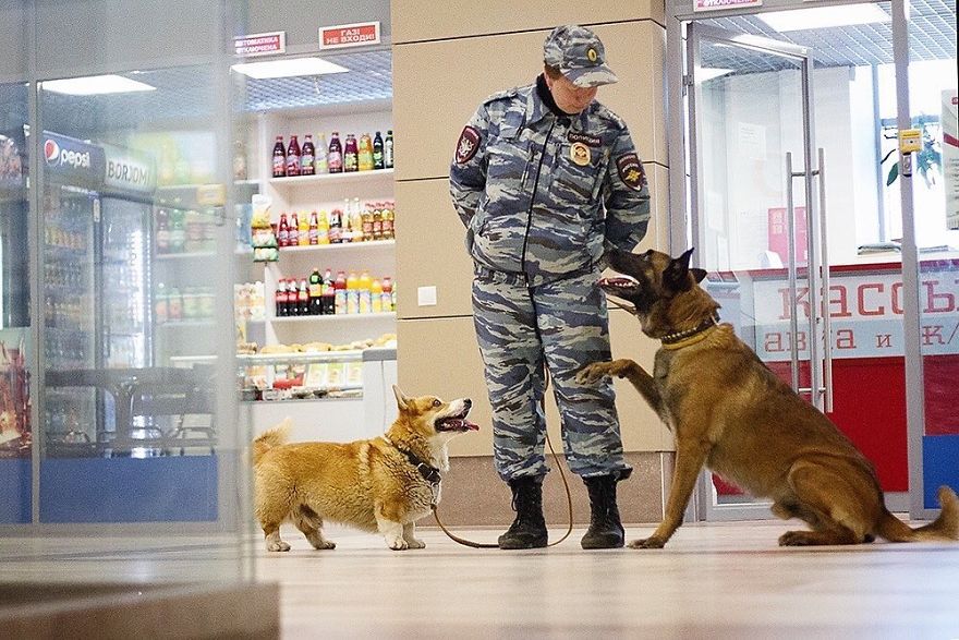 Meet Redhead, A Good Boy Who Was Able To Serve In The Police Despite His Short Legs