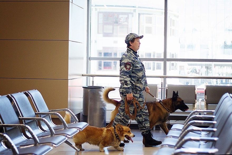 Meet Redhead, A Good Boy Who Was Able To Serve In The Police Despite His Short Legs Meet Redhead, A Good Boy Who Was Able To Serve In The Police Despite His Short Legs