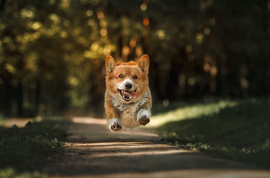 Meet Redhead, A Good Boy Who Was Able To Serve In The Police Despite His Short Legs