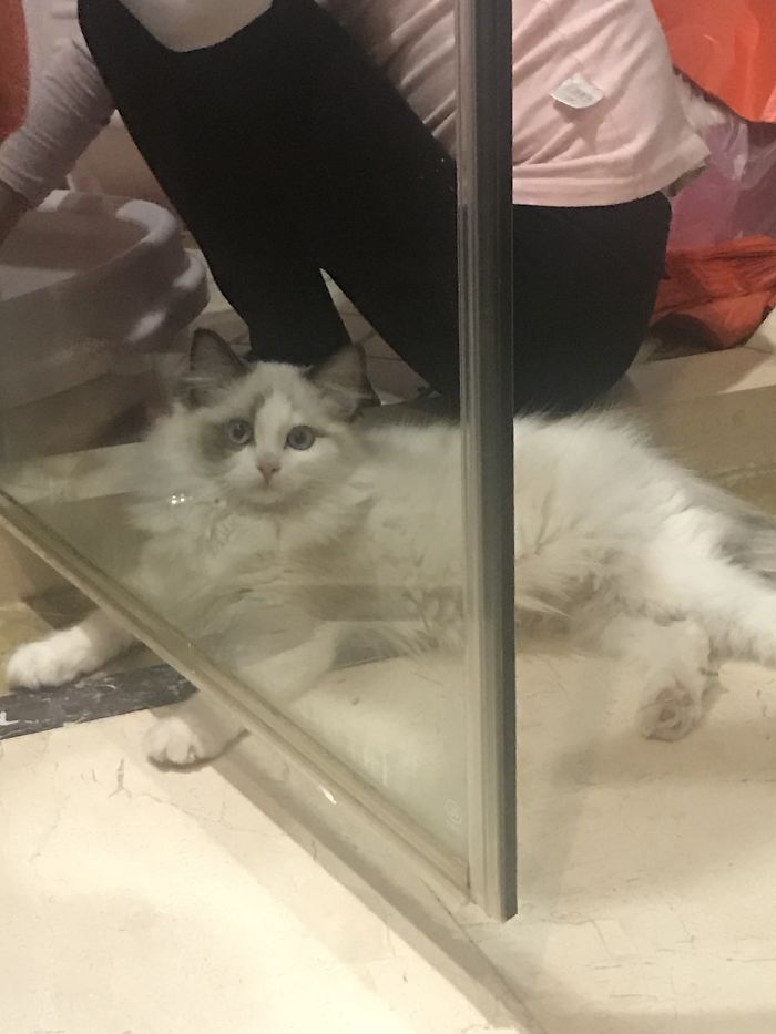 My Lil 5 Months Old Kitty Jasper. He Is Now 1. (Also, I Couldn't Find Anger Pics Of Him)