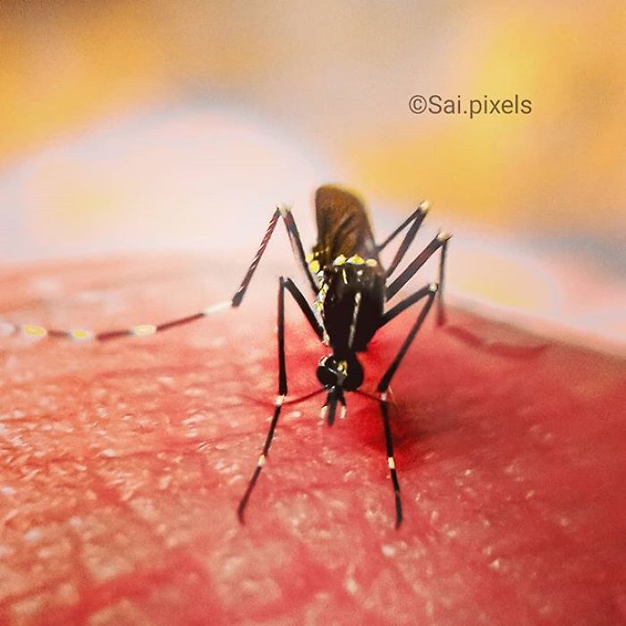 My Micro Photography Pictures Show This World In A Different Way (12 Pics)