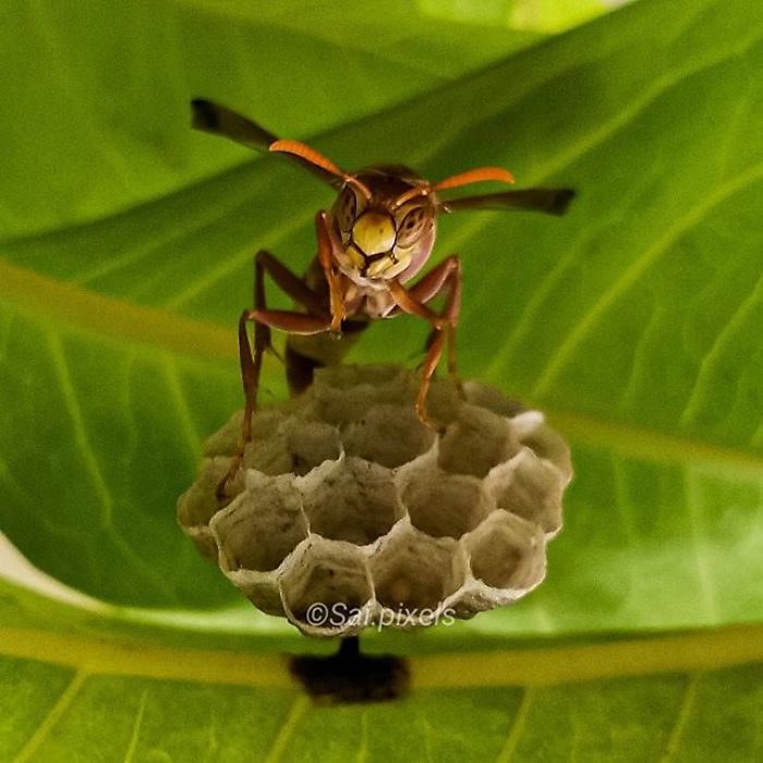 My Micro Photography Pictures Show This World In A Different Way (12 Pics)