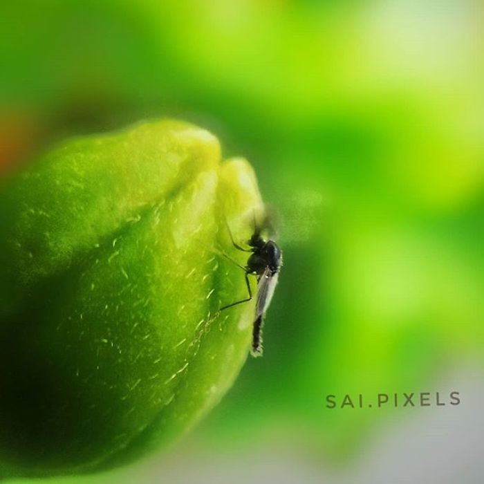 My Micro Photography Pictures Show This World In A Different Way (12 Pics)