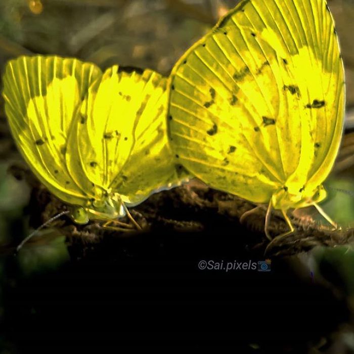 My Micro Photography Pictures Show This World In A Different Way (12 Pics)