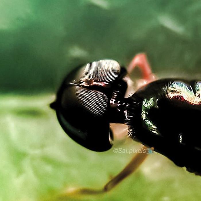 My Micro Photography Pictures Show This World In A Different Way (12 Pics)