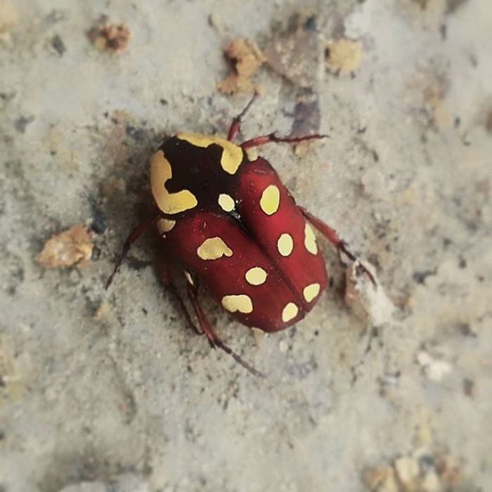 My Micro Photography Pictures Show This World In A Different Way (12 Pics)