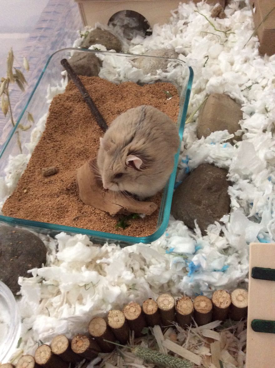 My Hamster Is The Cutest