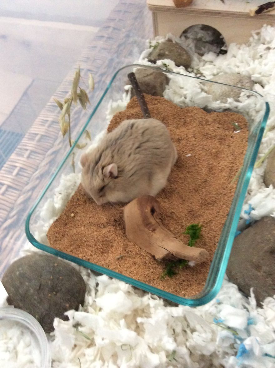 My Hamster Is The Cutest My Hamster Is The Cutest