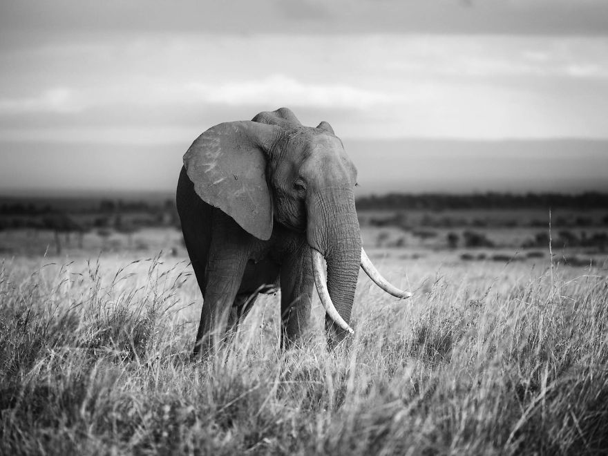Serenity-Matriarch Elephant