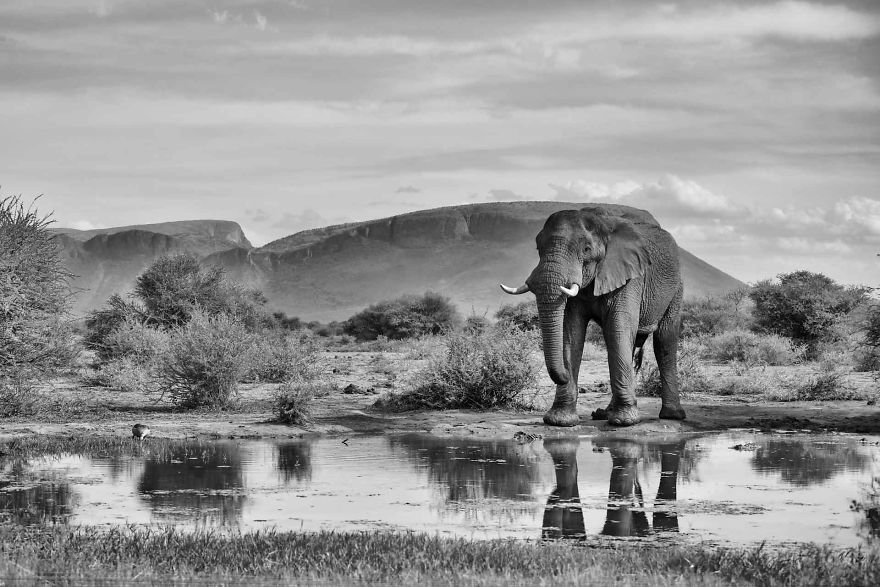 Lone Bull Elephant