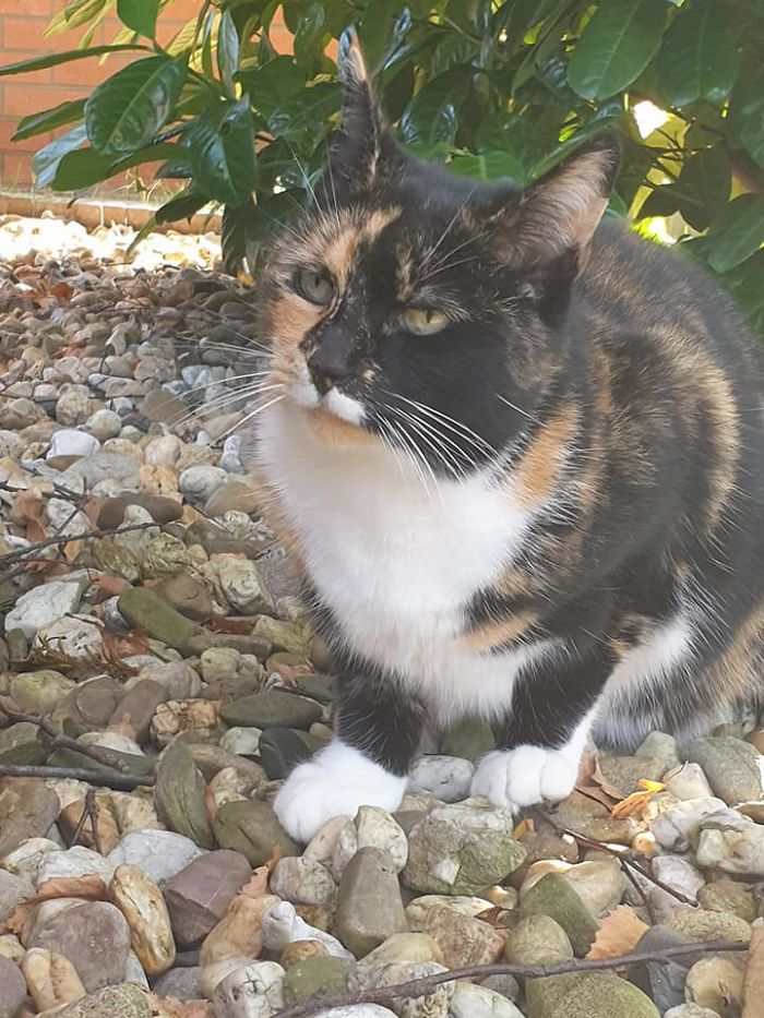 This Is How I Tamed A Kitty Named Spooky This Is How I Tamed A Kitty Named Spooky