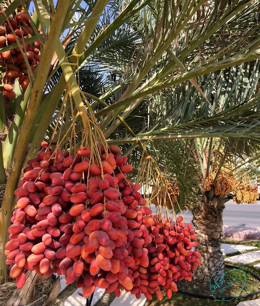 Need Ripe, Need +42 Degree Celsius.