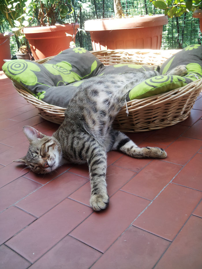 My Wonderful Nello, Who Left Me A Month Ago... Hello Beautiful Soul!