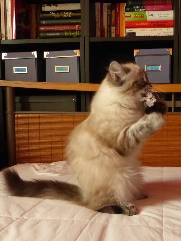 Again Nini - She Still Loves Her Little Paperballs