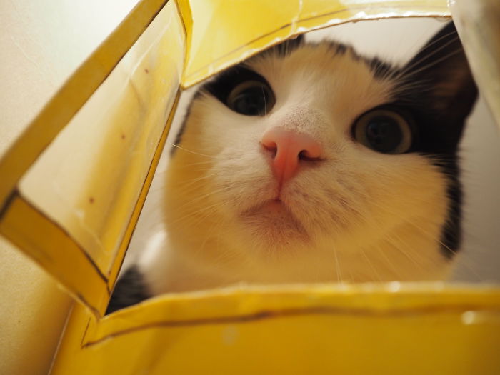 Looking Out The Window Of Her Little Cardboard House