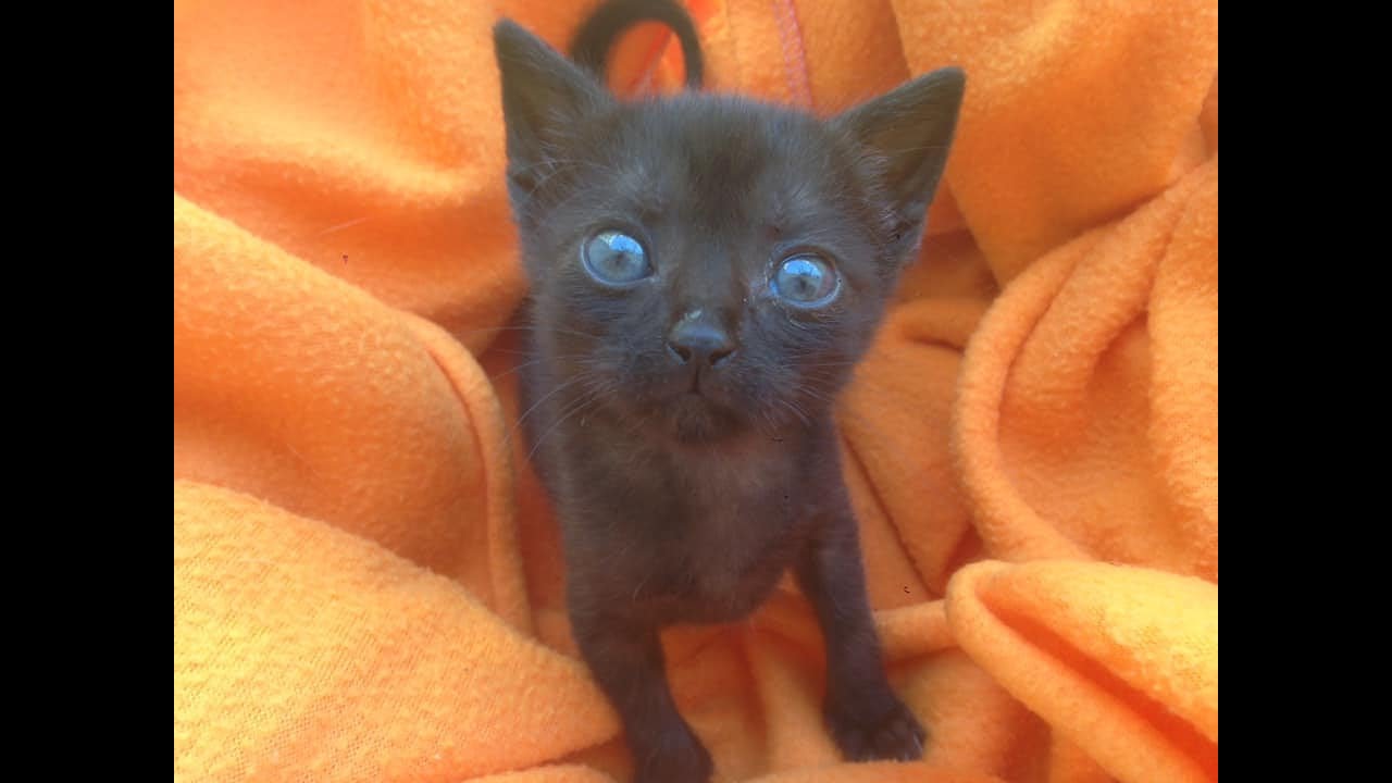 Meet Frodo The Little Kitten , Our New Family Member.